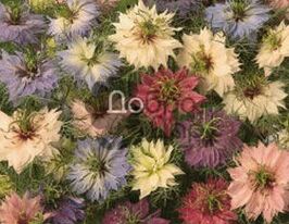 Нигелла смесь 5 г купить