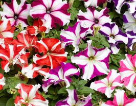 Петуния Звезда (Стар микс) 1 г купить