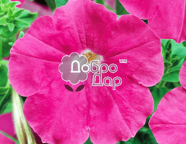 Петуния розовая 1 г купить