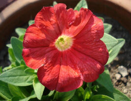 Петуния Файер Шеф 5 г купить