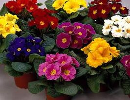 Примула смесь 20 г купить