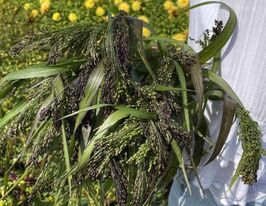 Просо Фиолетовое декоративное 5 г купить