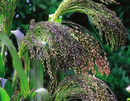 Просо Фиолетовое декоративное 20 г купить