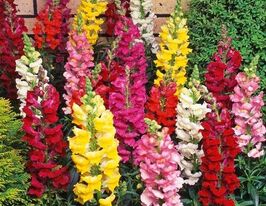 Львиный зев высокорослая смесь 5 г купить