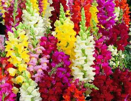 Львиный зев высокорослая смесь 20 г купить