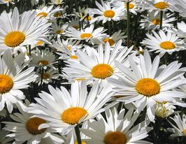 Ромашка Аляска 5 г купить