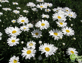 Ромашка Аляска 20 гкупити