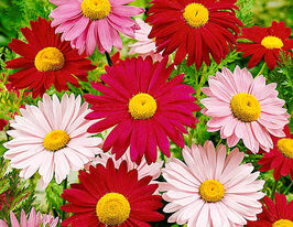 Ромашка Робинсона смесь 20 г купить