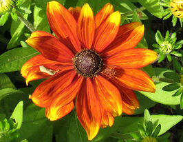 Рудбекия крылата 20 г купить