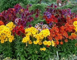 Сальпиглоссис 5 г купить