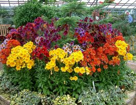 Сальпиглоссис 20 г купить