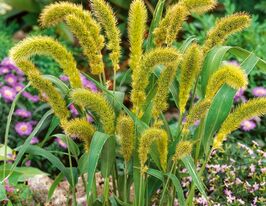 Сетария макрочатая 5 г купить