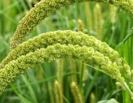 Сетария макрочатая 20 г купить