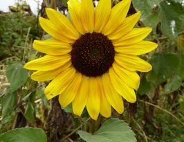 Подсолнечник Майя 100 г купить