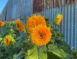 Подсолнечник Оранжевое Солнце 100 г купить