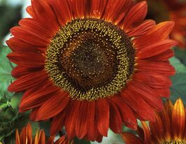 Подсолнечник Красное Солнце 20 г купить