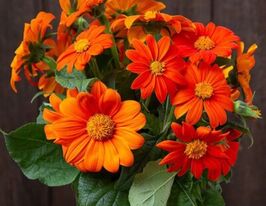 Титония смесь 5 г купить