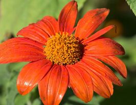 Титония смесь 20 г купить