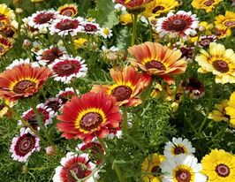 Хризантема Радуга смесь 10 г купить