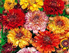 Хризантема каринатум Даннетти смесь 10 г купить