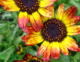 Хризантема Немецкий флаг 50 г купить