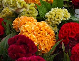 Целозия гребенчатая 20 г купить