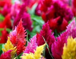 Целозия перистая 20 г купить