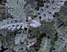 Цинерария серебряная 5 г купить