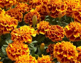 Бархатцы Атос 50 г купить