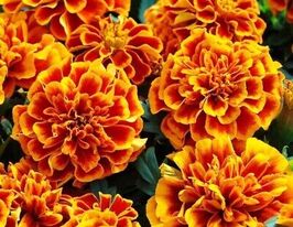 Бархатцы Болеро 10 г купить