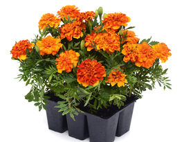 Бархатцы Болеро 50 г купить