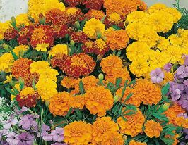 Бархатцы Бонита 10 г купить