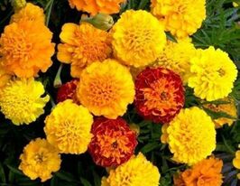 Бархатцы Бонита 50 г купить