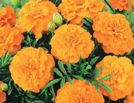 Бархатцы Валенсия 50 г купить