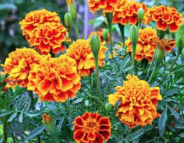 Бархатцы Голдкопфен 50 г купить