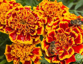 Бархатцы Дел Сол 10 г купить