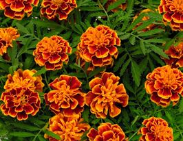 Бархатцы Дел Сол 50 г купить