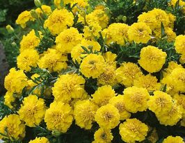 Бархатцы Желтый жакет 10 г купить