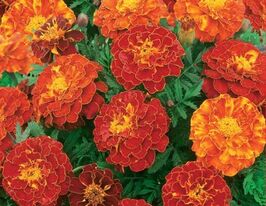 Бархатцы Кармен 10 г купить