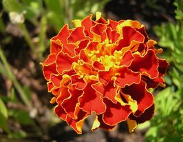 Бархатцы Кармен 50 г купить