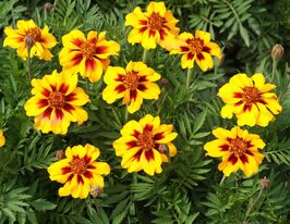 Бархатцы кокетка Мариетта 10 г купить