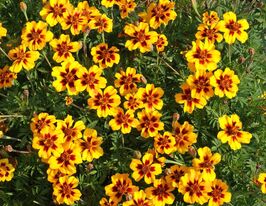 Бархатцы кокетка Мариетта 50 г купить