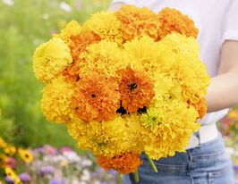 Бархатцы Крекер Джек 10 г купить