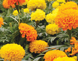 Бархатцы Крекер Джек 50 г купить