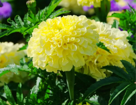 Бархатцы Человек на месяце 10 г купить