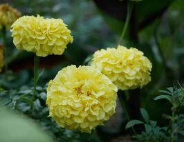 Бархатцы Человек на месяце 50 г купить