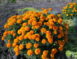 Бархатцы Мандарин 50 г купить