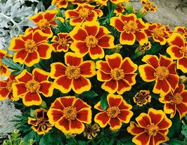 Бархатцы Мариетта красная 10 г купить