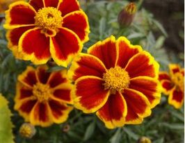 Бархатцы Мариетта красная 50 г купить