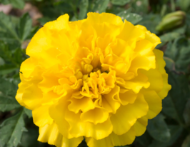 Бархатцы Медовый месяц 10 г купить